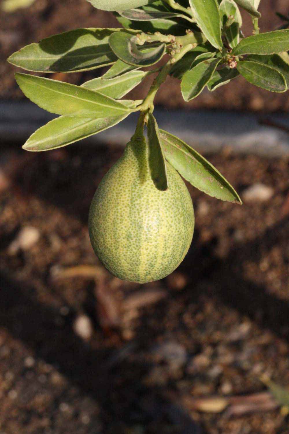            Fruit of  Fortunella margarita          (Centennial Variegated, Riverside,   CA)   